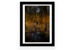 Sous-bois de l'étang du Bois Joalland à Saint-Nazaire au coucher du soleil, troncs d'arbres nus embrasés par la golden hour, reflets chauds dans l'eau d'un ruisseau.