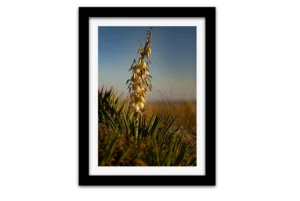 Hampe florale de yucca gloriosa sur les dunes de Pornichet, photographiée au ras du sol au coucher du soleil, sur fond de ciel bleu et d'herbes dorées.