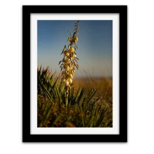 Hampe florale de yucca gloriosa sur les dunes de Pornichet, photographiée au ras du sol au coucher du soleil, sur fond de ciel bleu et d'herbes dorées.